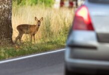 Коли олень вибігає на дорогу: час, ризики та вартість аварій