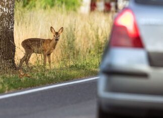 Коли олень вибігає на дорогу: час, ризики та вартість аварій